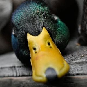 Meet your Posher, Neil